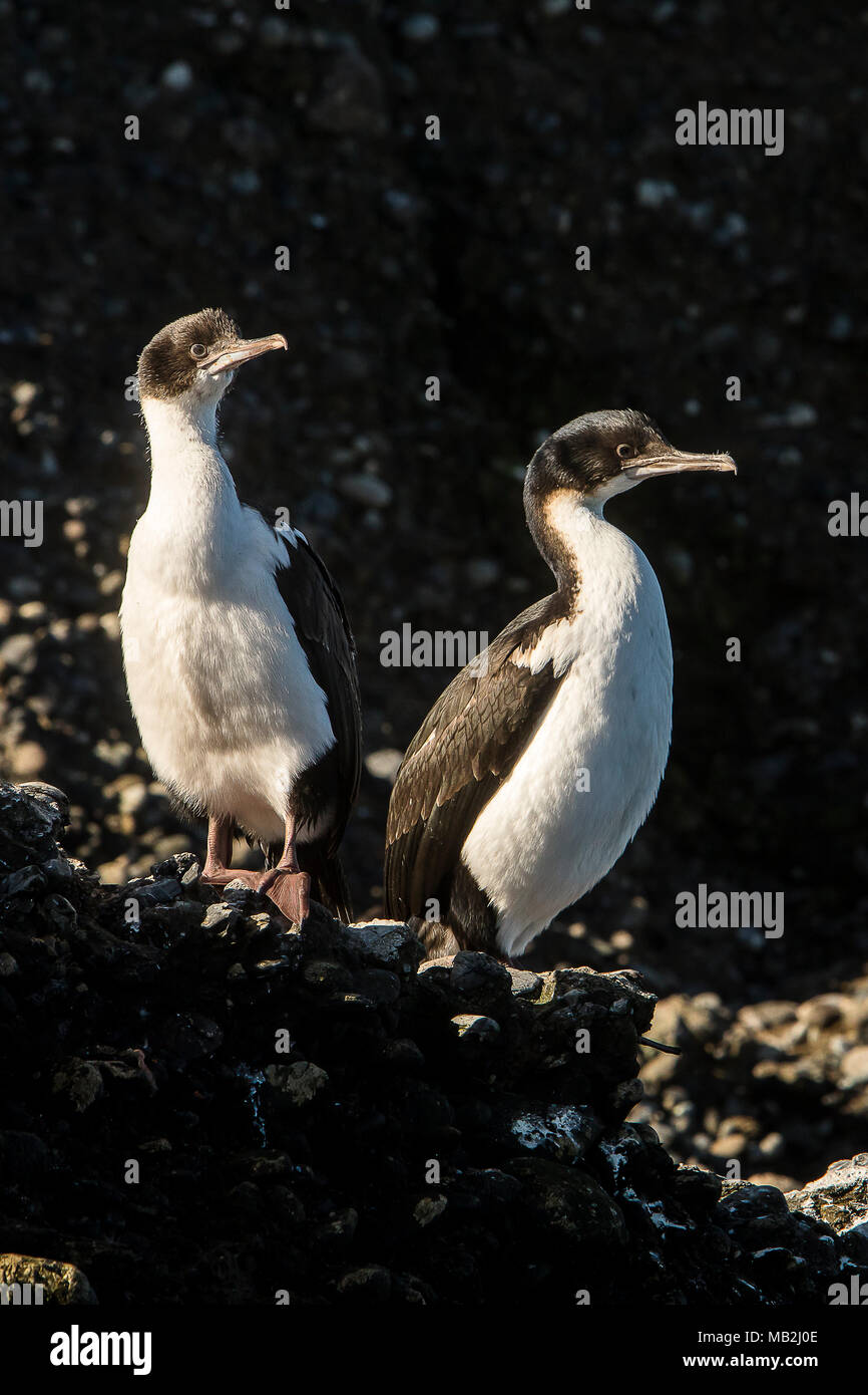 Imperial cormorant (Phalacrocorax atriceps), Tuckers Islets, Whiteside Canal, PN Alberto de Agostini, Tierra del Fuego, Patagonia, Chile Stock Photo