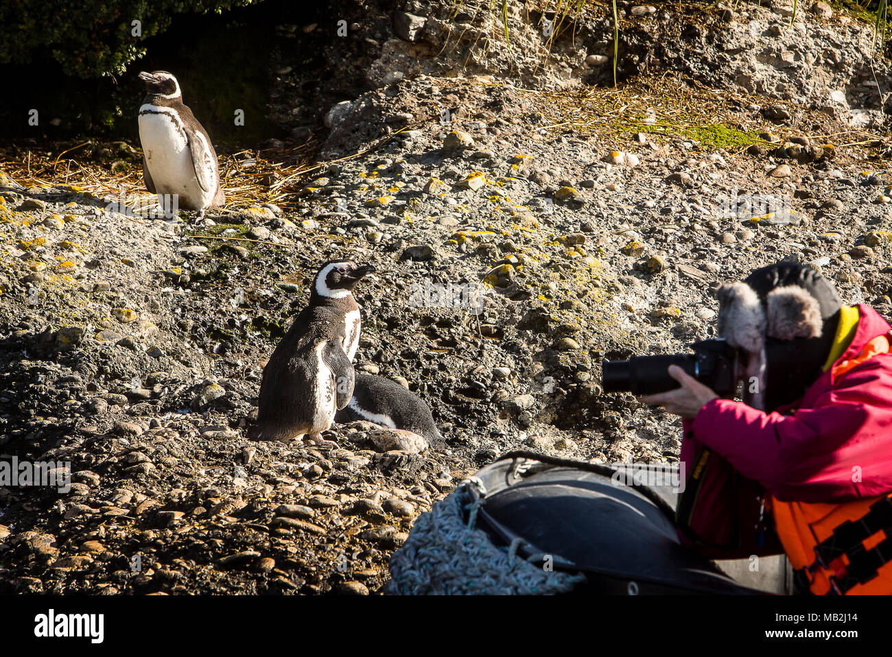 Magellanic Penguin (Spheniscus magellanicus), Tuckers Islets, Whiteside Canal, PN Alberto de Agostini, Tierra del Fuego, Patagonia, Chile Stock Photo