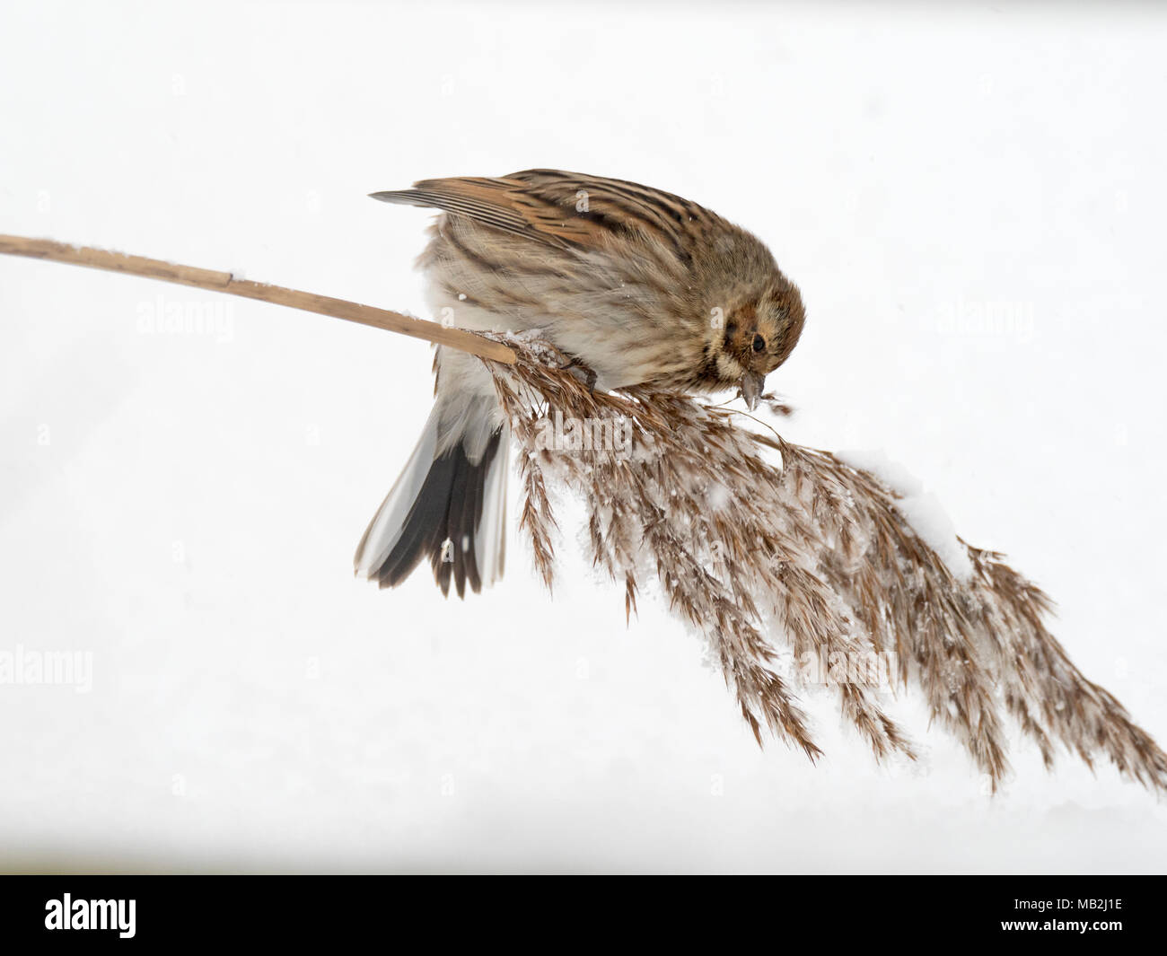 Reed Bunting Emberiza schoeniclus feeding in snow covered reedbed North Norfolk February Stock Photo