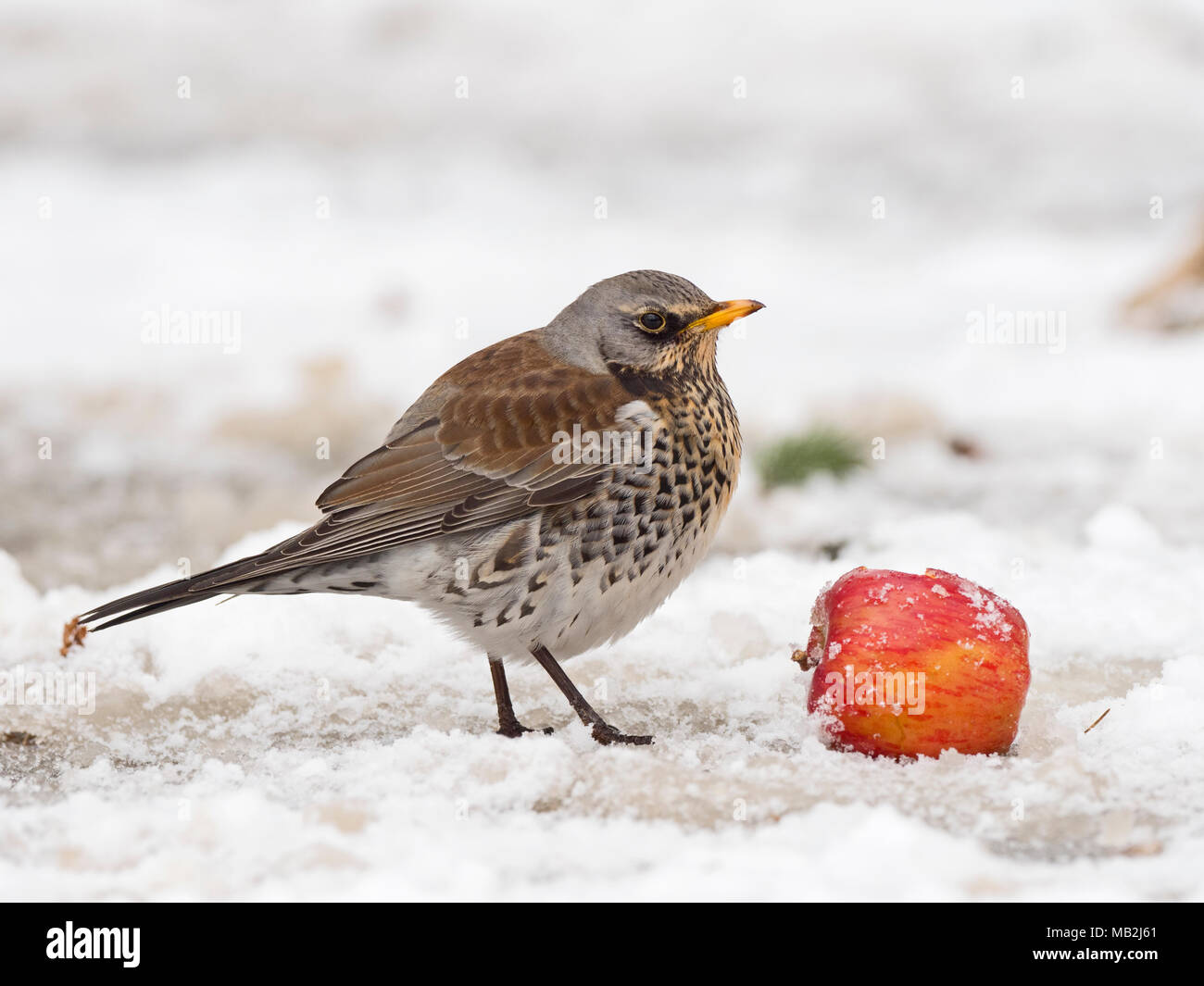 Fieldfare Turdus pilaris in garden in freezing weather with snow on the ground Norfolk february Stock Photo