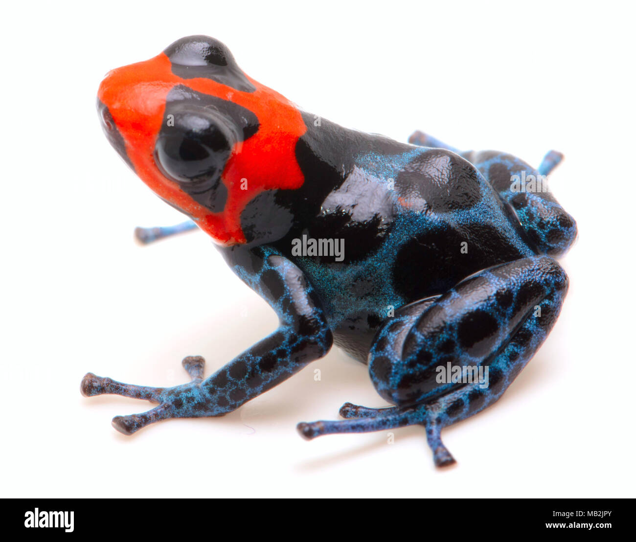 poison dart frog with red head, Ranitomeya benedicta. Poisonous rain forest animal with bright warning colors. Isolated on white background. Stock Photo