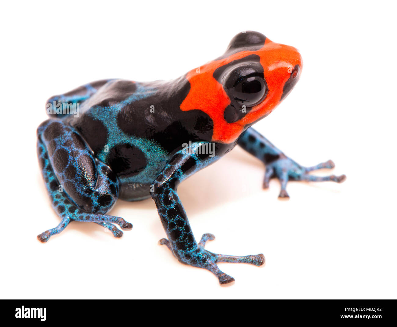 poison dart frog with red head, Ranitomeya benedicta. Poisonous rain forest  animal with bright warning colors. Isolated on white background Stock Photo  - Alamy