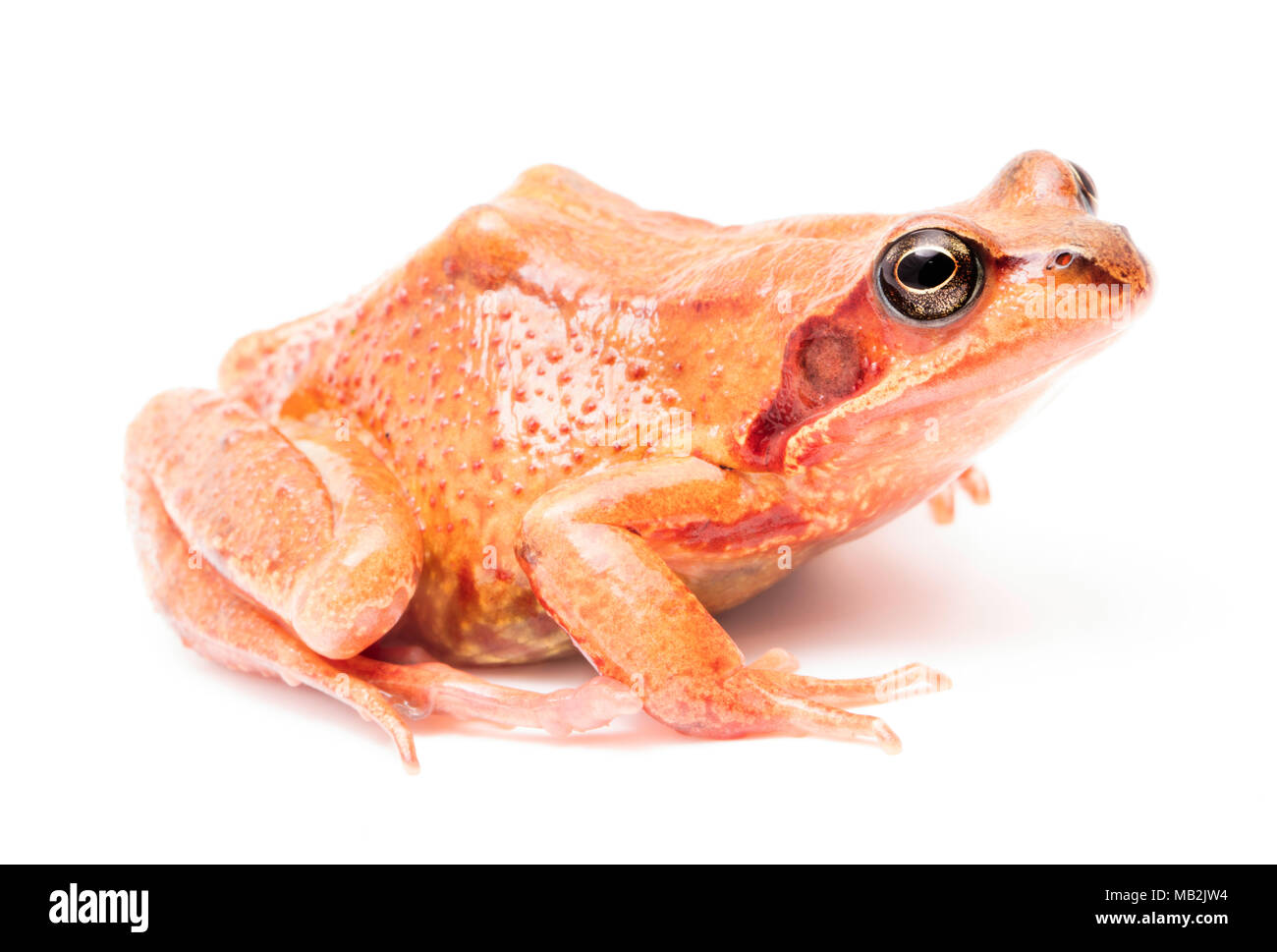 Common grass frog on white Stock Photo Alamy