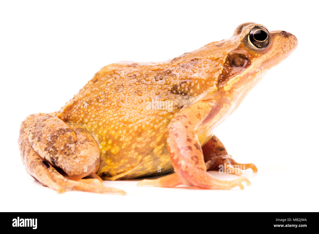 European common brown grass frog, Rana temporaria. Female with bright mating colors. Stock Photo