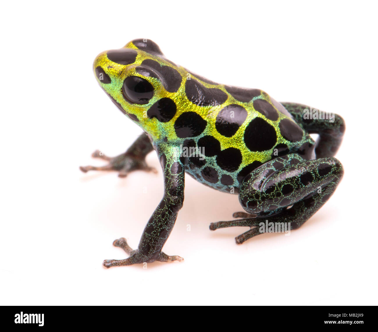 Poison dart frog, Ranitomeya variabilis. Macro of a beautiful rain forest animal from the Amazon jungle of Peru. Isolated on a white background. Stock Photo