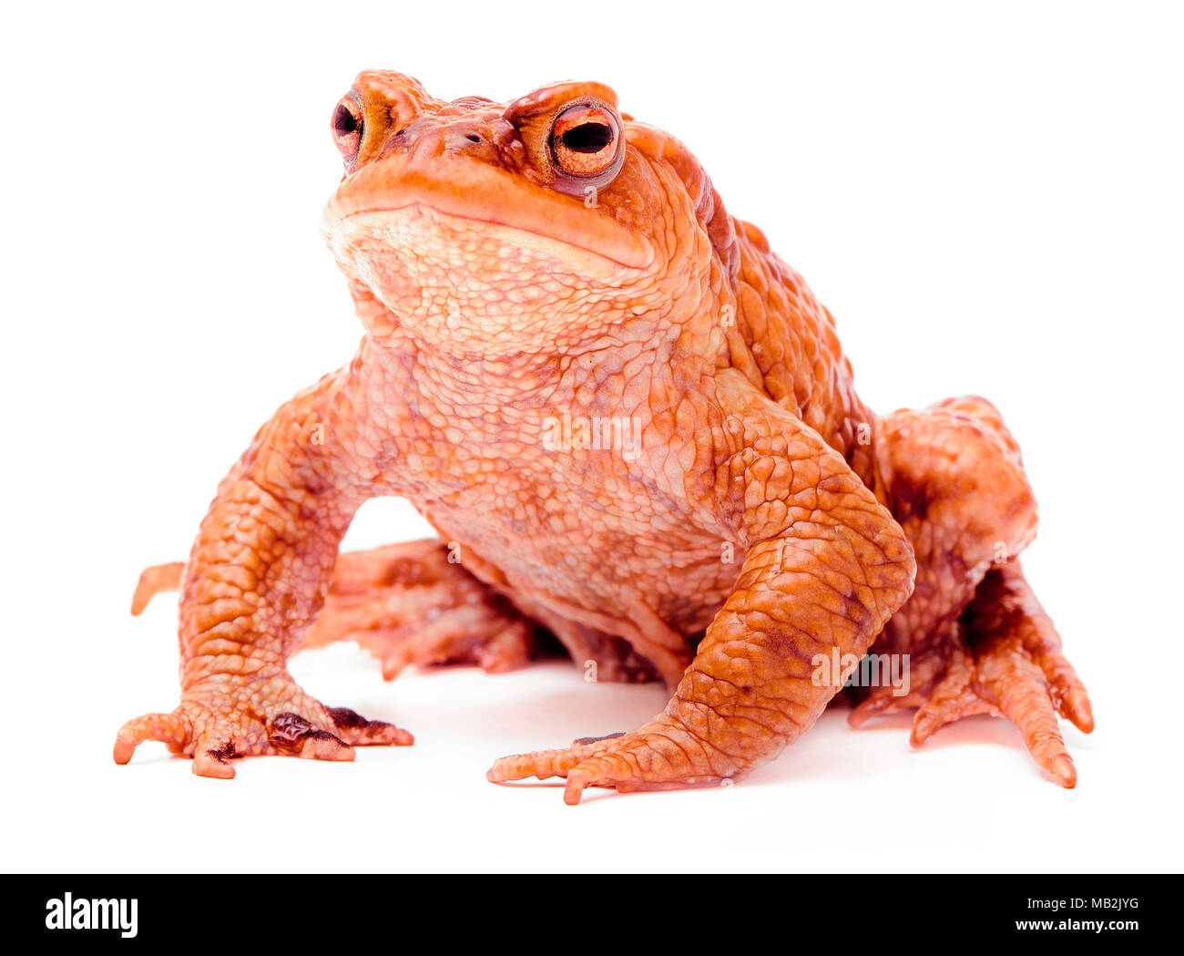 Common toad Bufo bufo isolated on white background Stock Photo