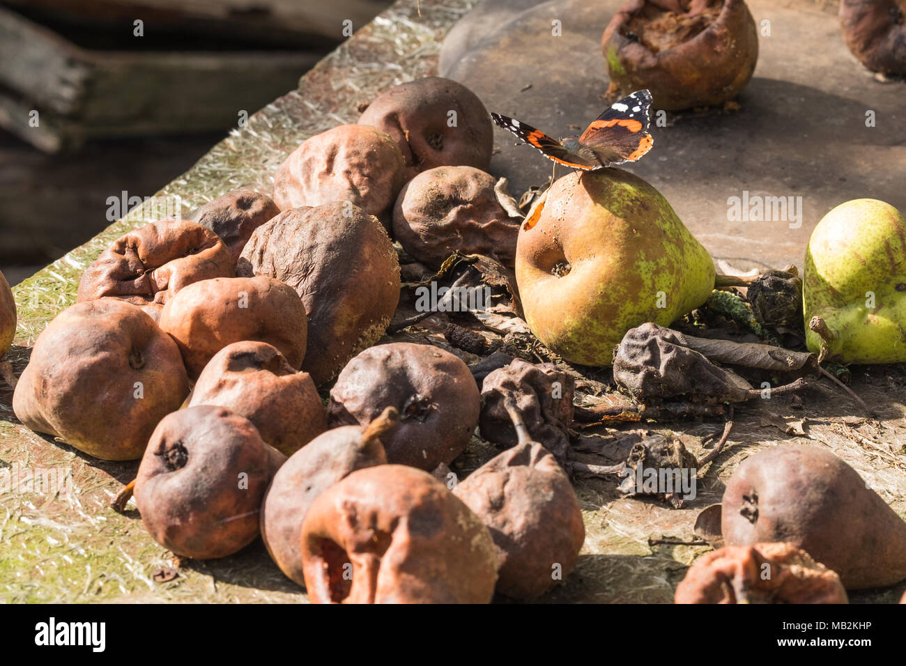 Beautiful butterflies sitting on a rotten pears and feeding sweet fruit