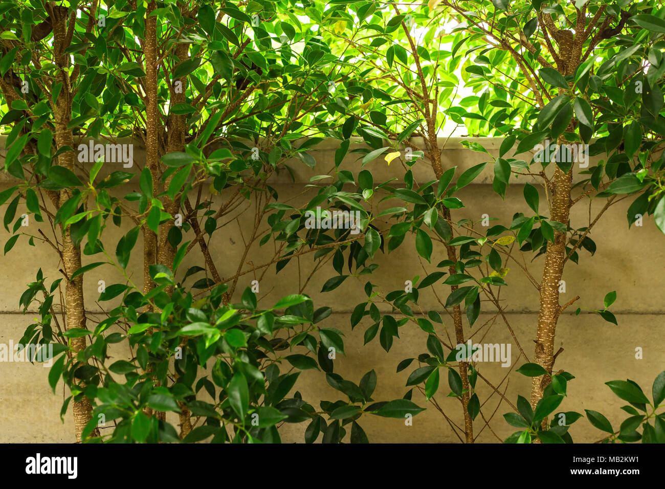 Close-up of a banyan tree for garden decoration. Stock Photo