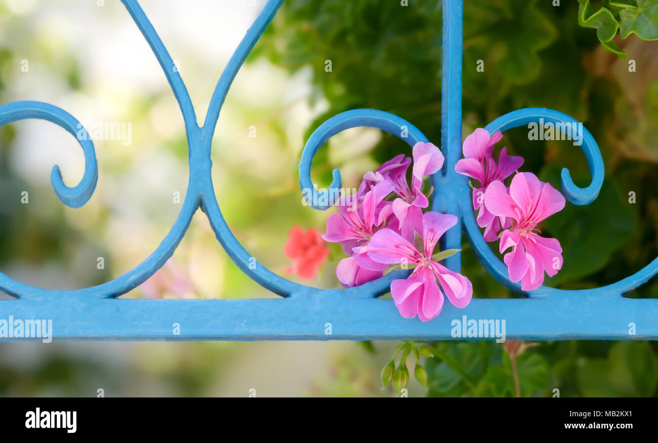 Close up detail of colorful pink flowers of a decorative pelargonium species grow out of a light blue wrought iron garden fence in Lesbos, Greece Stock Photo
