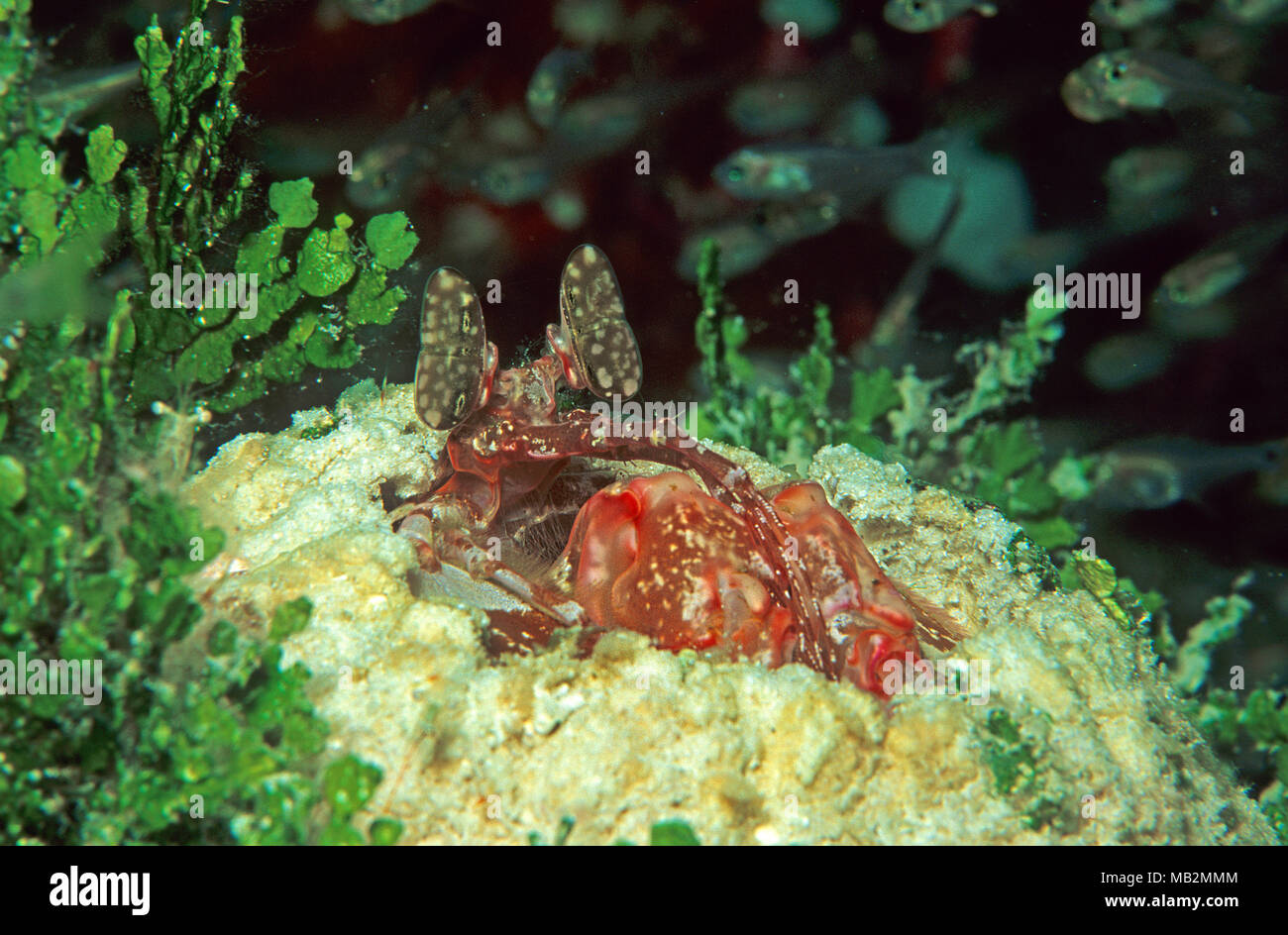 Spearing mantis shrimp (Lysiosquillina sp.), Sabang beach, Mindoro, Philippines, Asia Stock Photo