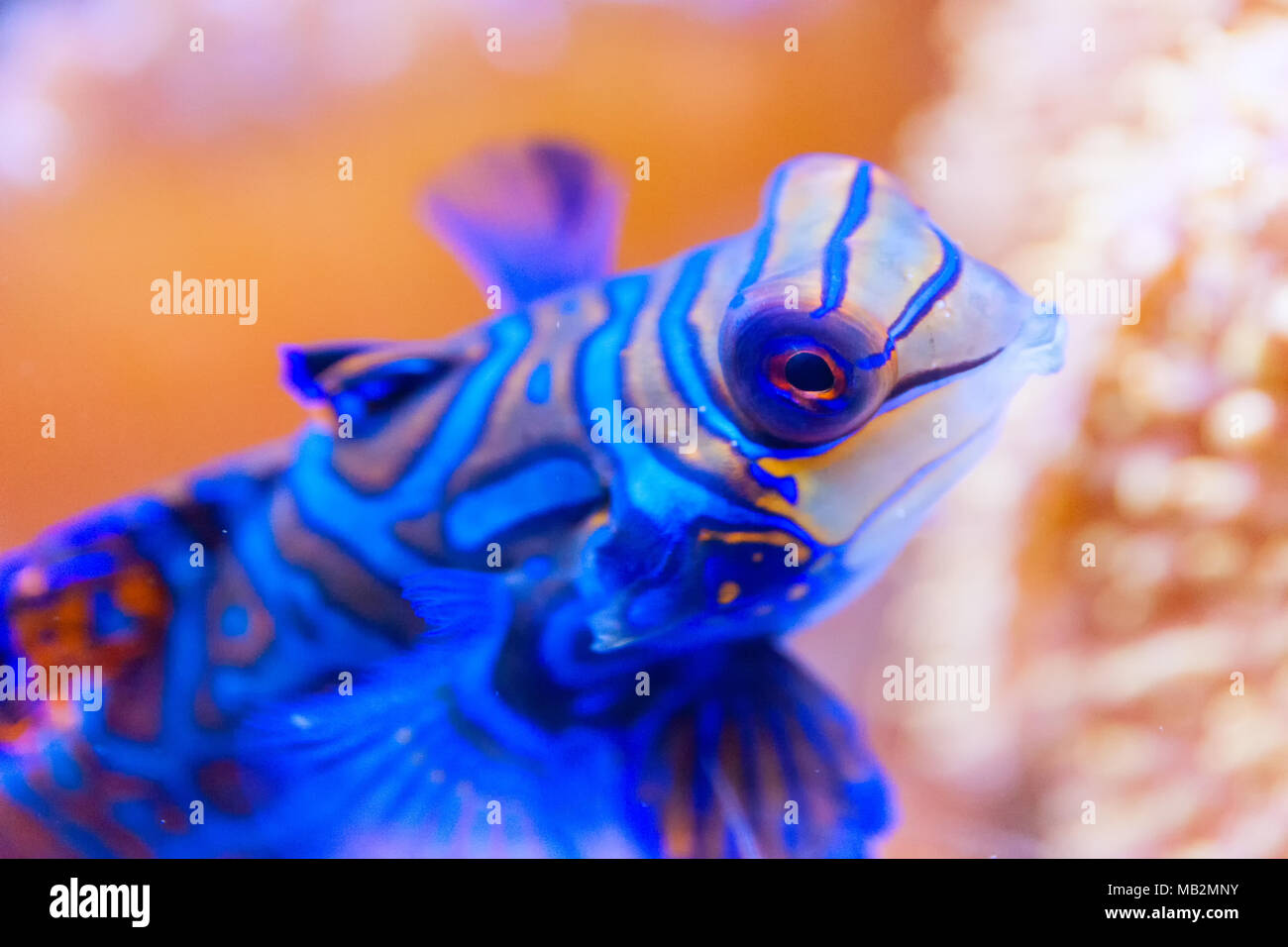 Blue Mandarin fish in Coral at the Philippines very colourfull, close-up Stock Photo