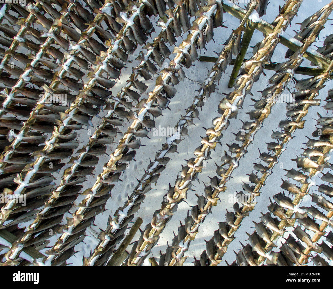 Fish racks in Sorvagen, Moskenesoya, Lofoten, Norway Stock Photo - Alamy