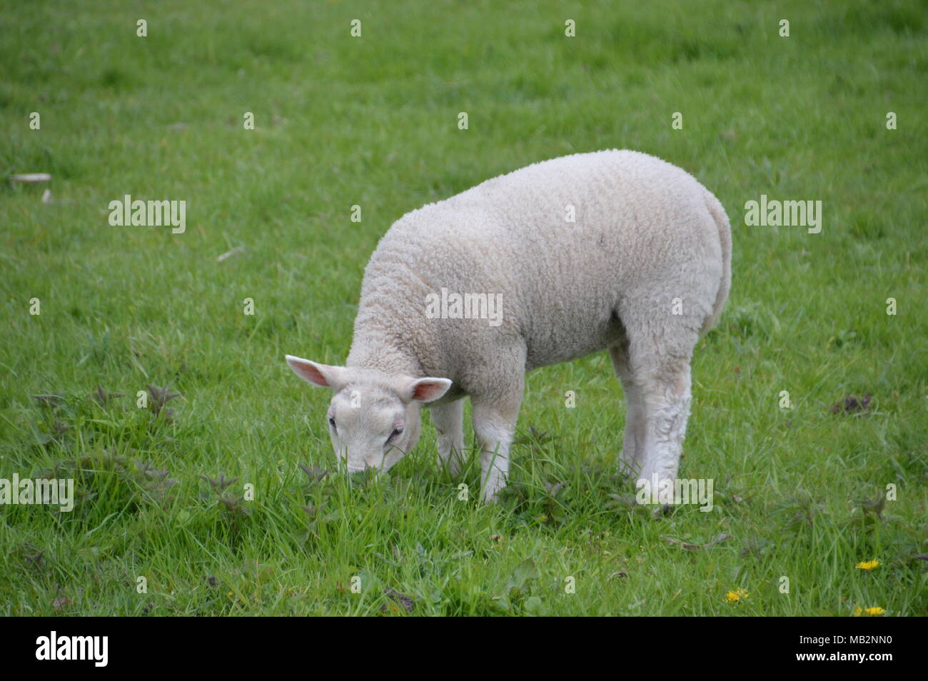Lamb Eating Grass Stock Photo
