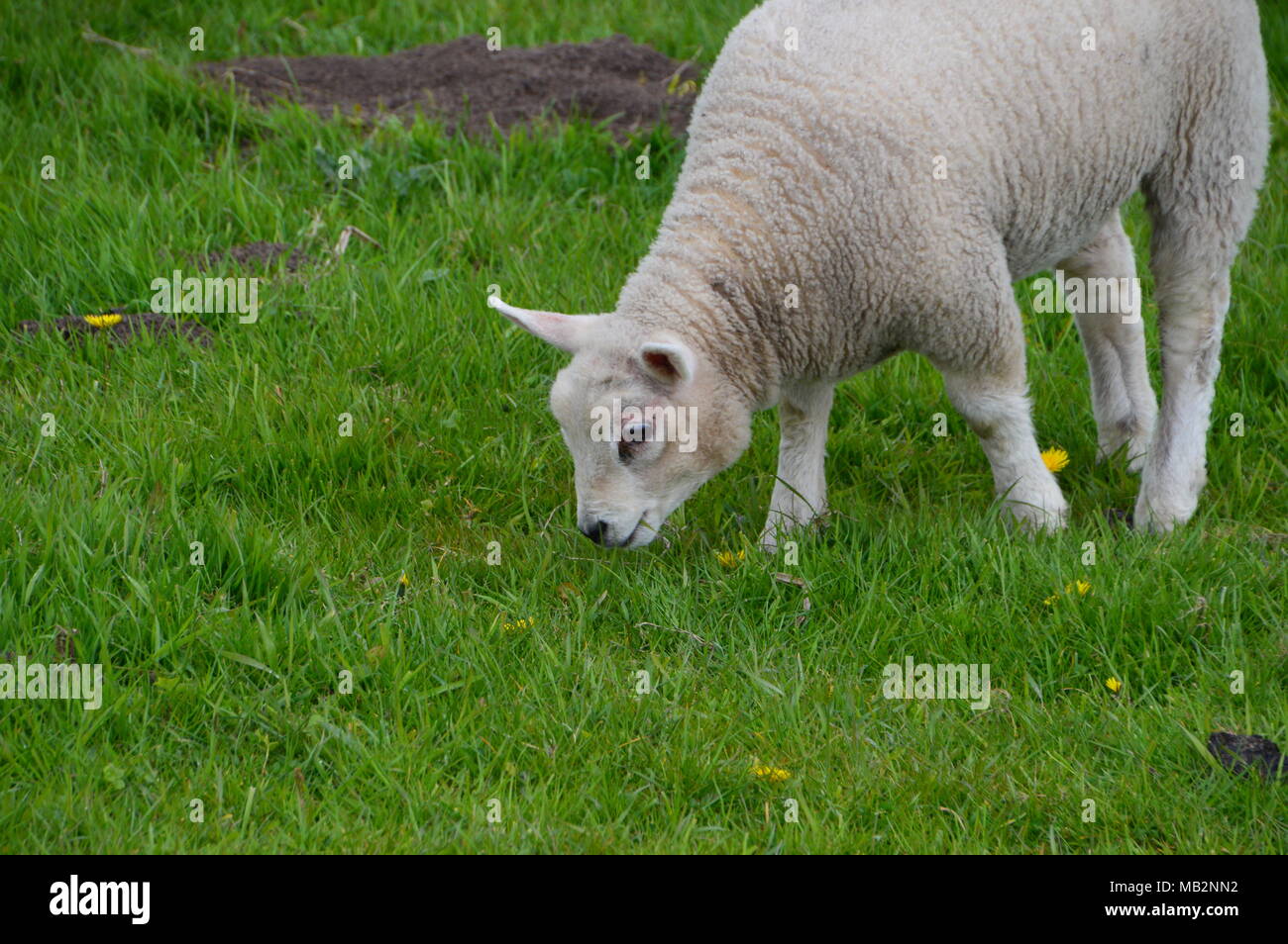 Lamb Eating Grass Stock Photo Alamy