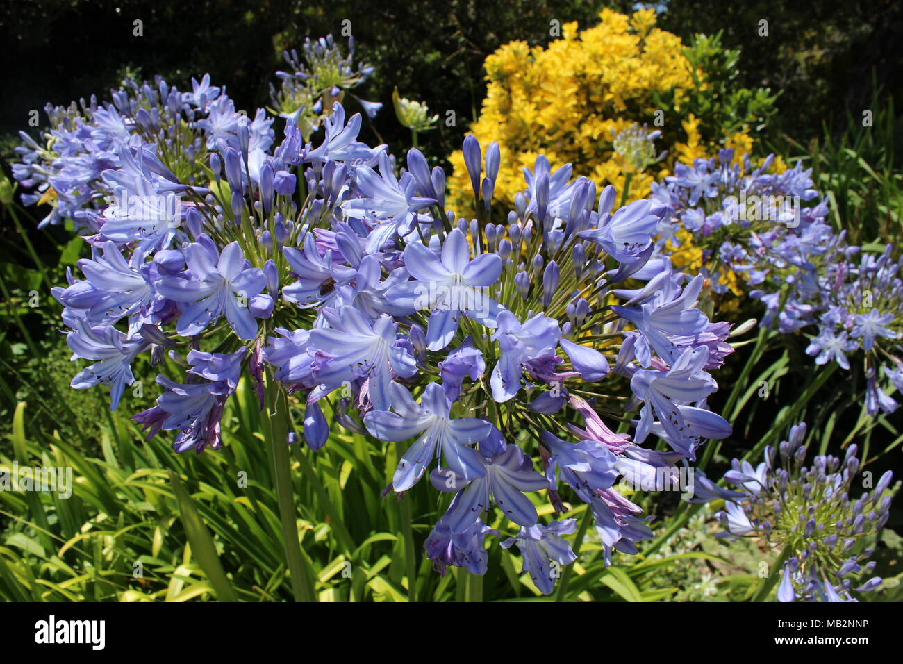 Beauty of plants hi-res stock photography and images - Alamy