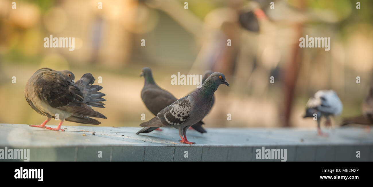 Messenger pigeons hires stock photography and images Alamy