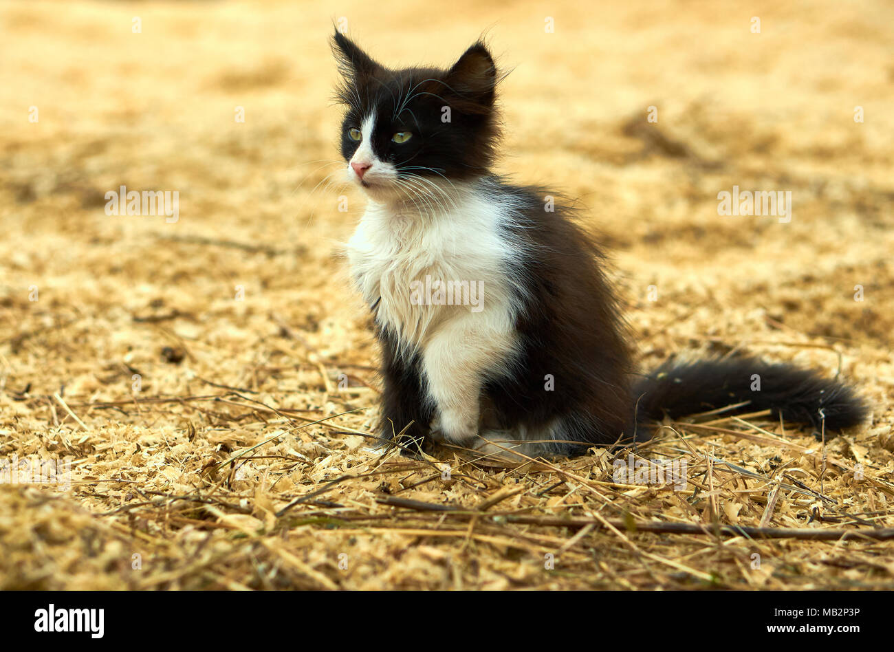 Cute black and white cat sitting on the dry hay on the farm looking forward one paw raised slightly waiting for somebody Photo Alamy