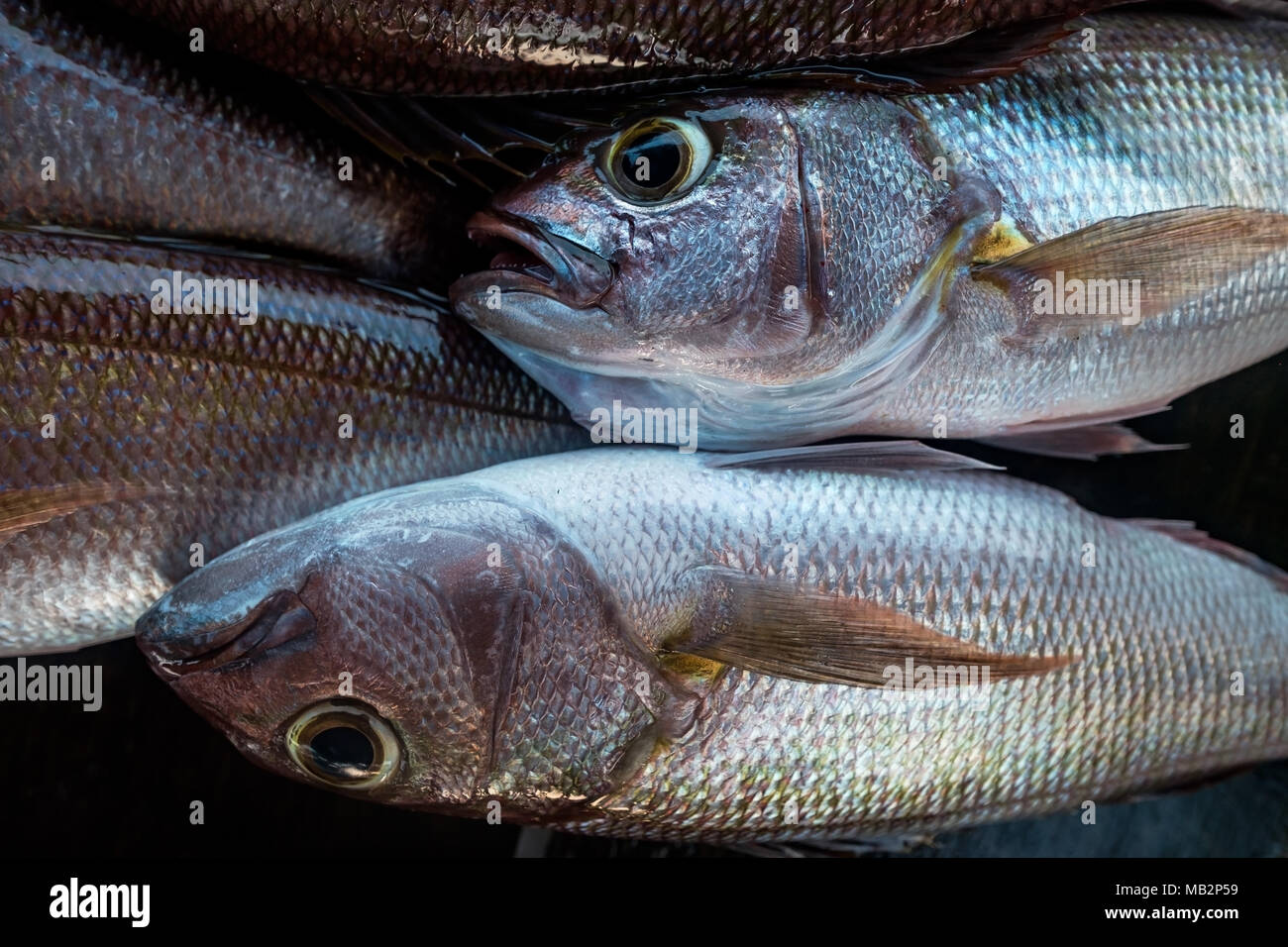 Golden snapper hi-res stock photography and images - Alamy