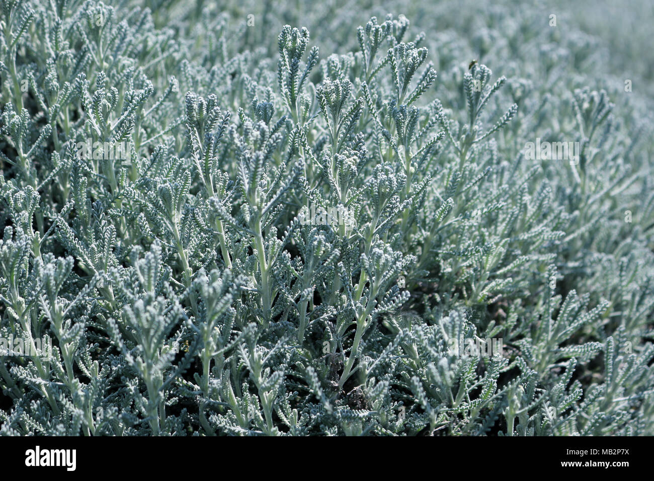 Santolina chamaecyparissus or cotton lavender plant Stock Photo