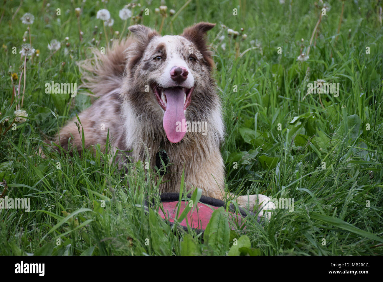 A sweet dog laying down in a field Stock Photo