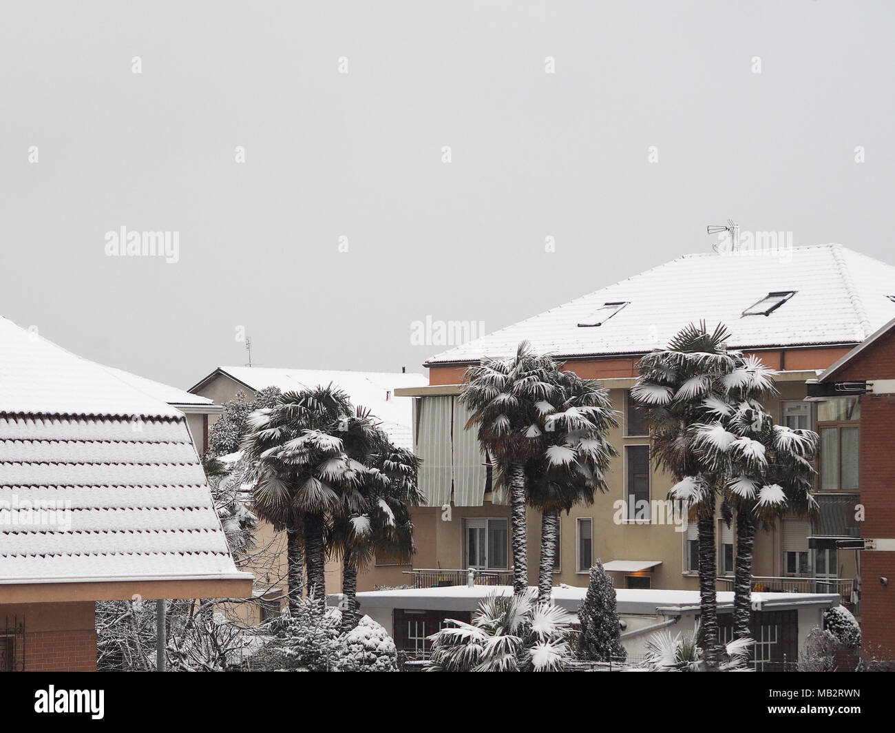 Palm trees in cold weather hi-res stock photography and images - Alamy