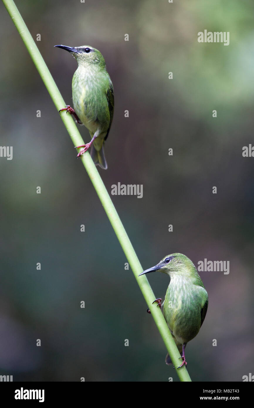 Red-legged Honeycreeper females (Cyanerpes cyaneus) perched on a plant stem in northern Costa Rica Stock Photo