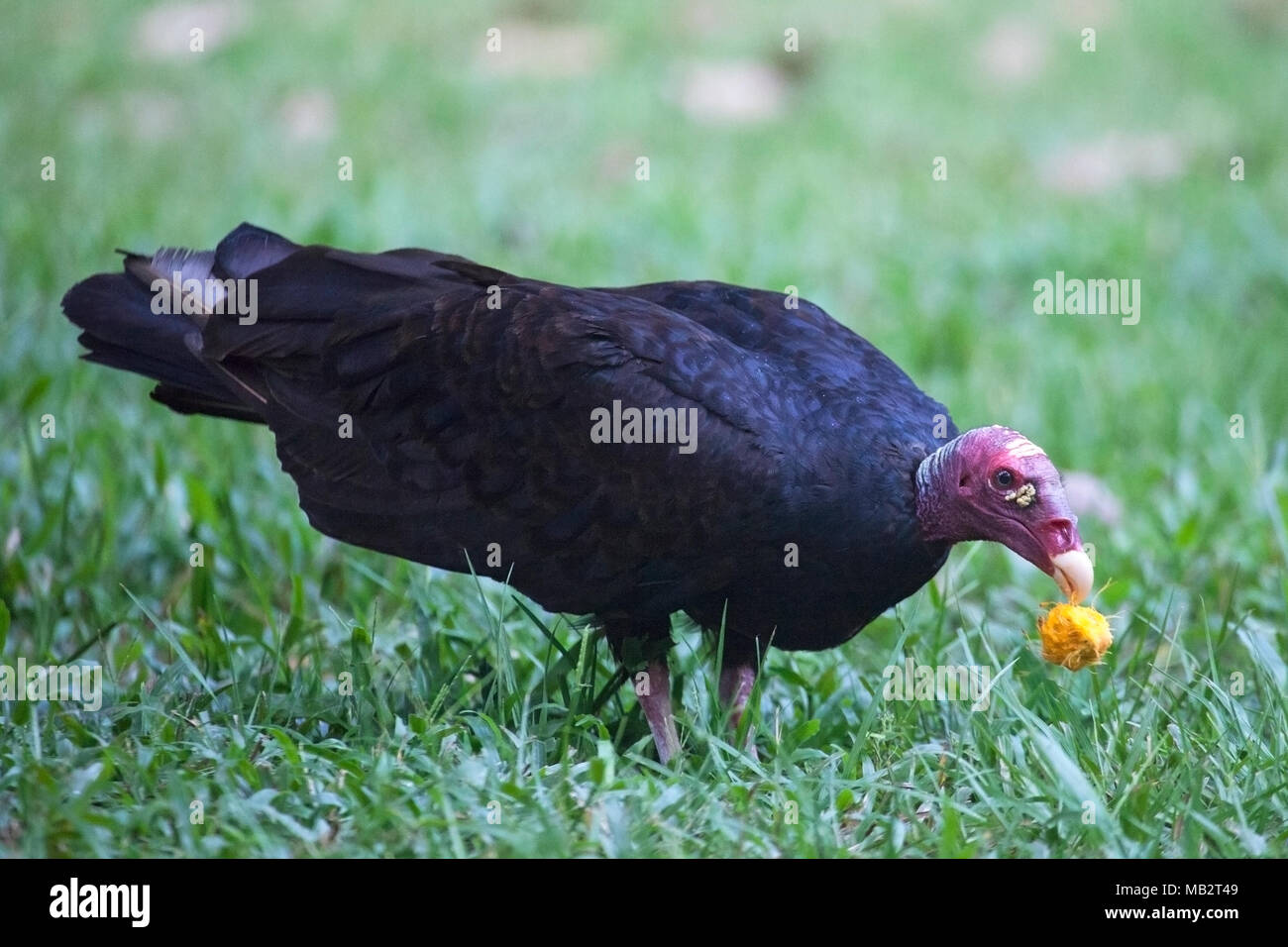 Turkey vulture (Cathartes aura) eating a palm fruit in Costa Rica Stock Photo