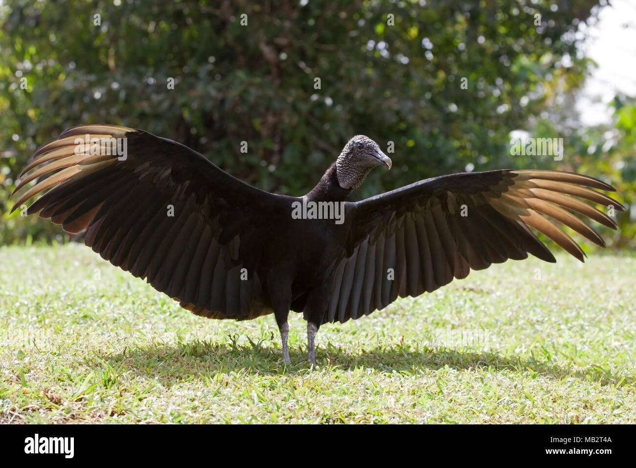 Black Vulture (Coragyps atratus) with wings outstretched Stock Photo