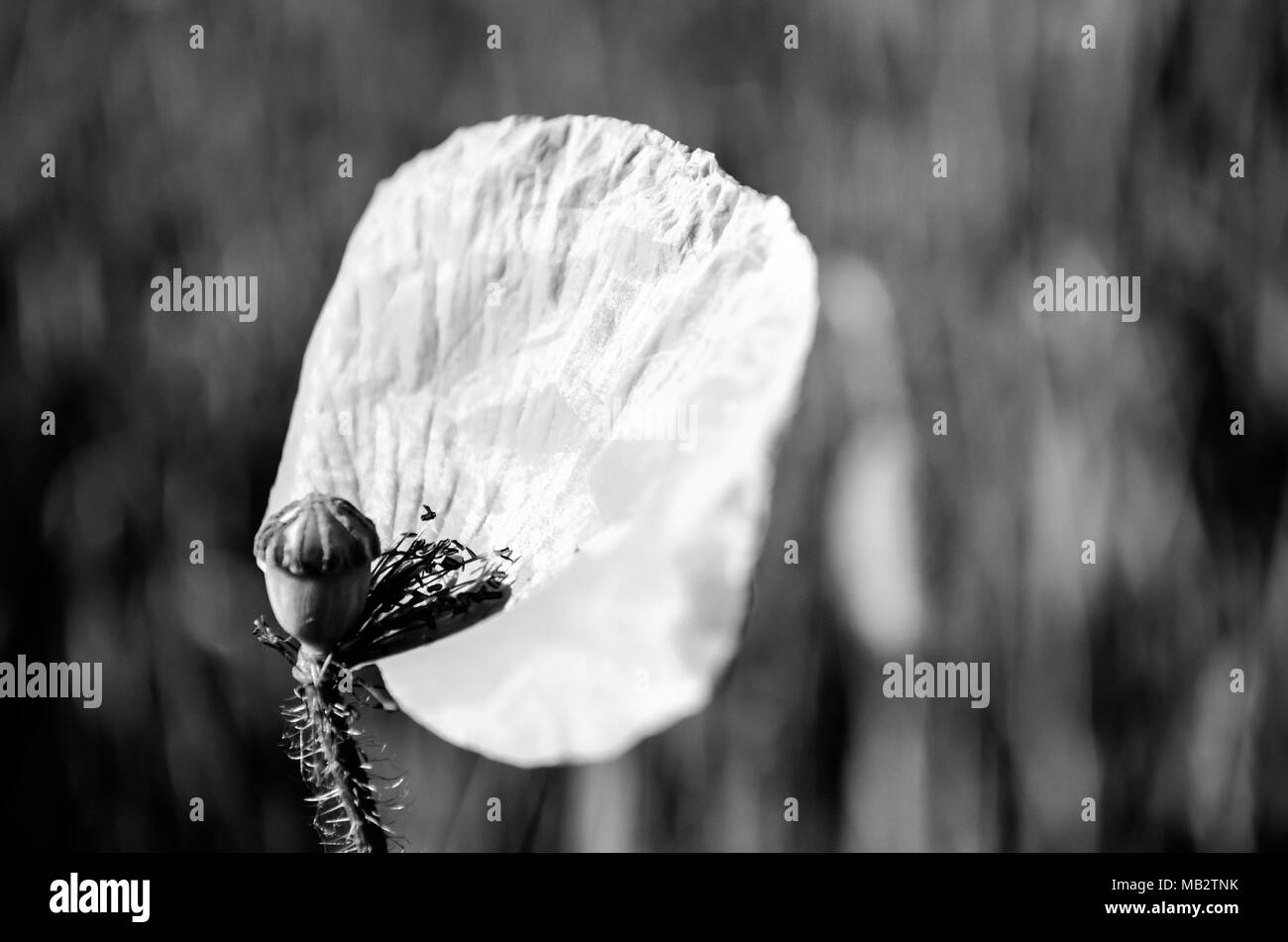 large leaf of poppyseed flower plant in black and white Stock Photo