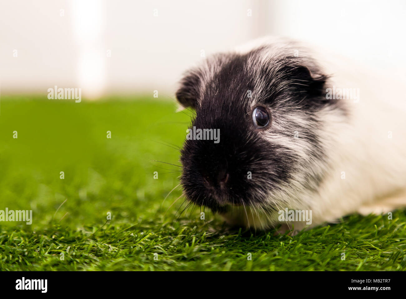 A closer look at Artificial Grass For Guinea Pigs