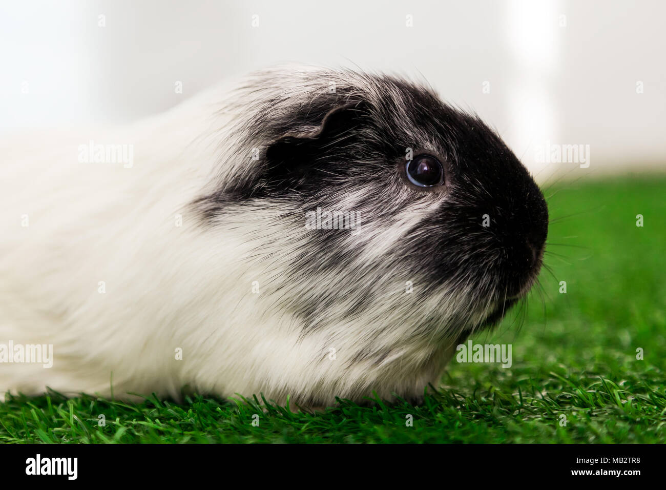 Image showcasing Macro guinea pig hi-res stock photography and images - Alamy
