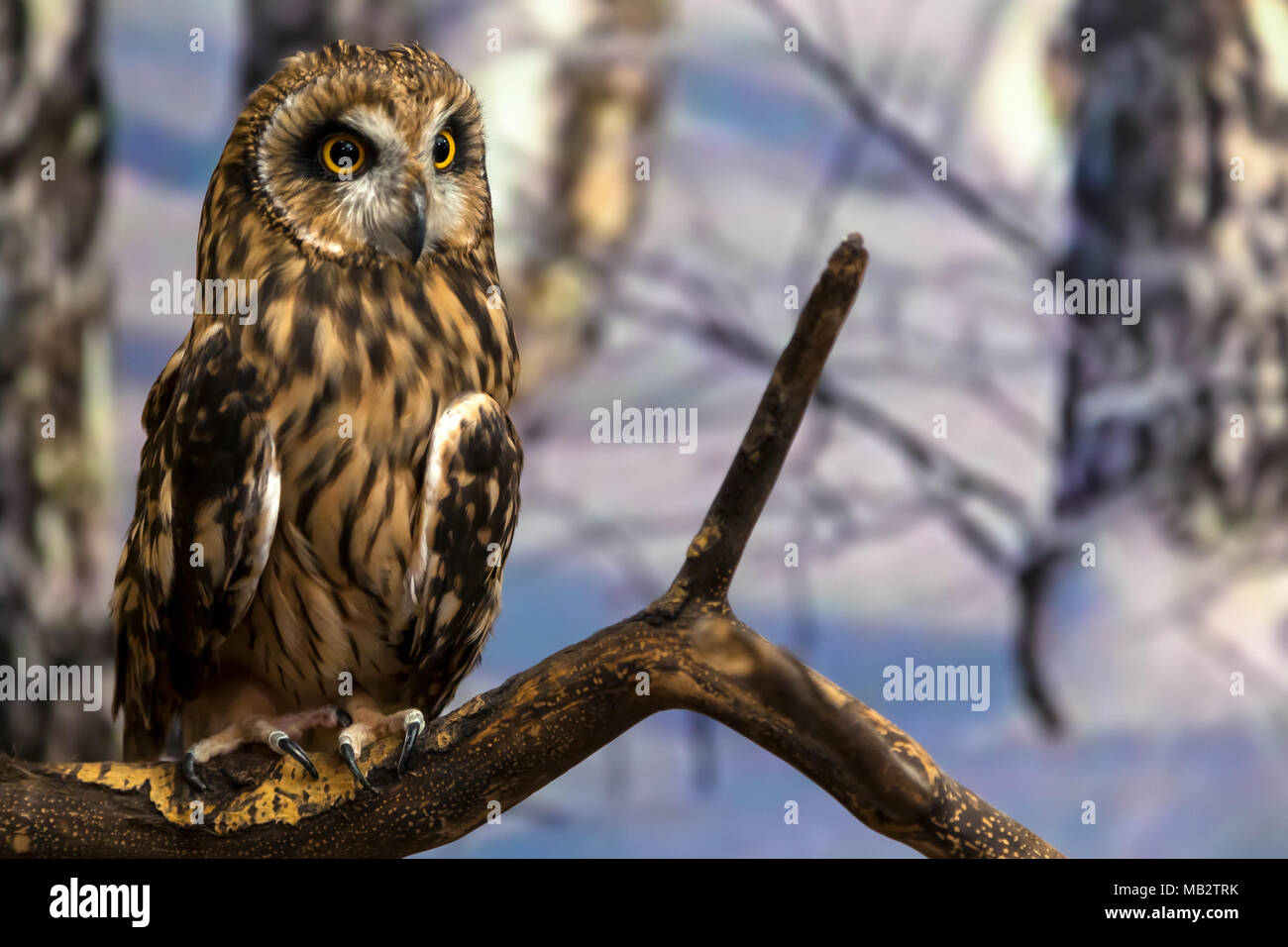 Сlose-up of a young beautiful brown owl  or asio otus with yellow eyes against a winter forest background Stock Photo