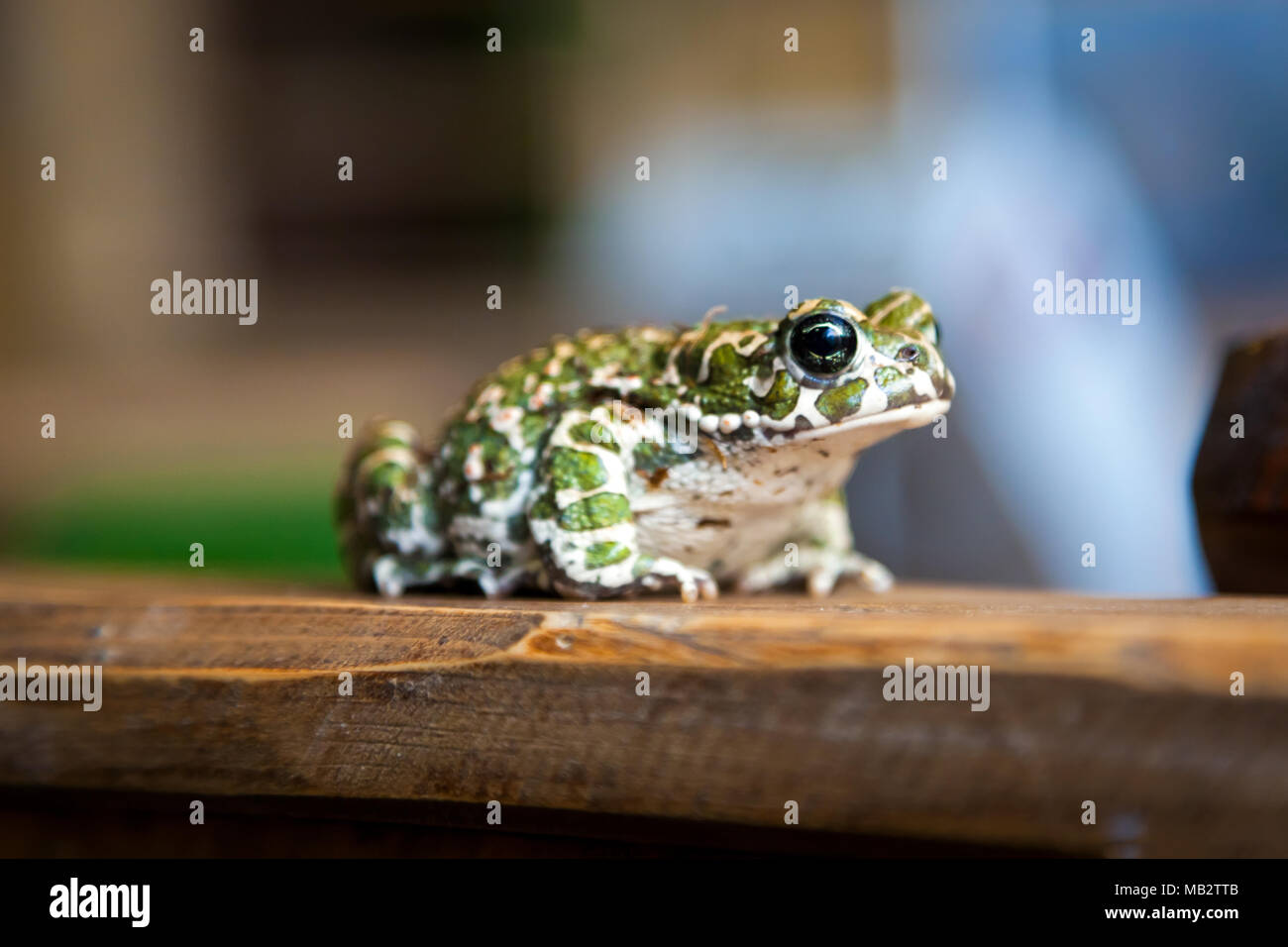 Close-up of a beautiful green spotted frog or Pelophylax ridibundus  with large black eyes sitting on a wooden shelf Stock Photo
