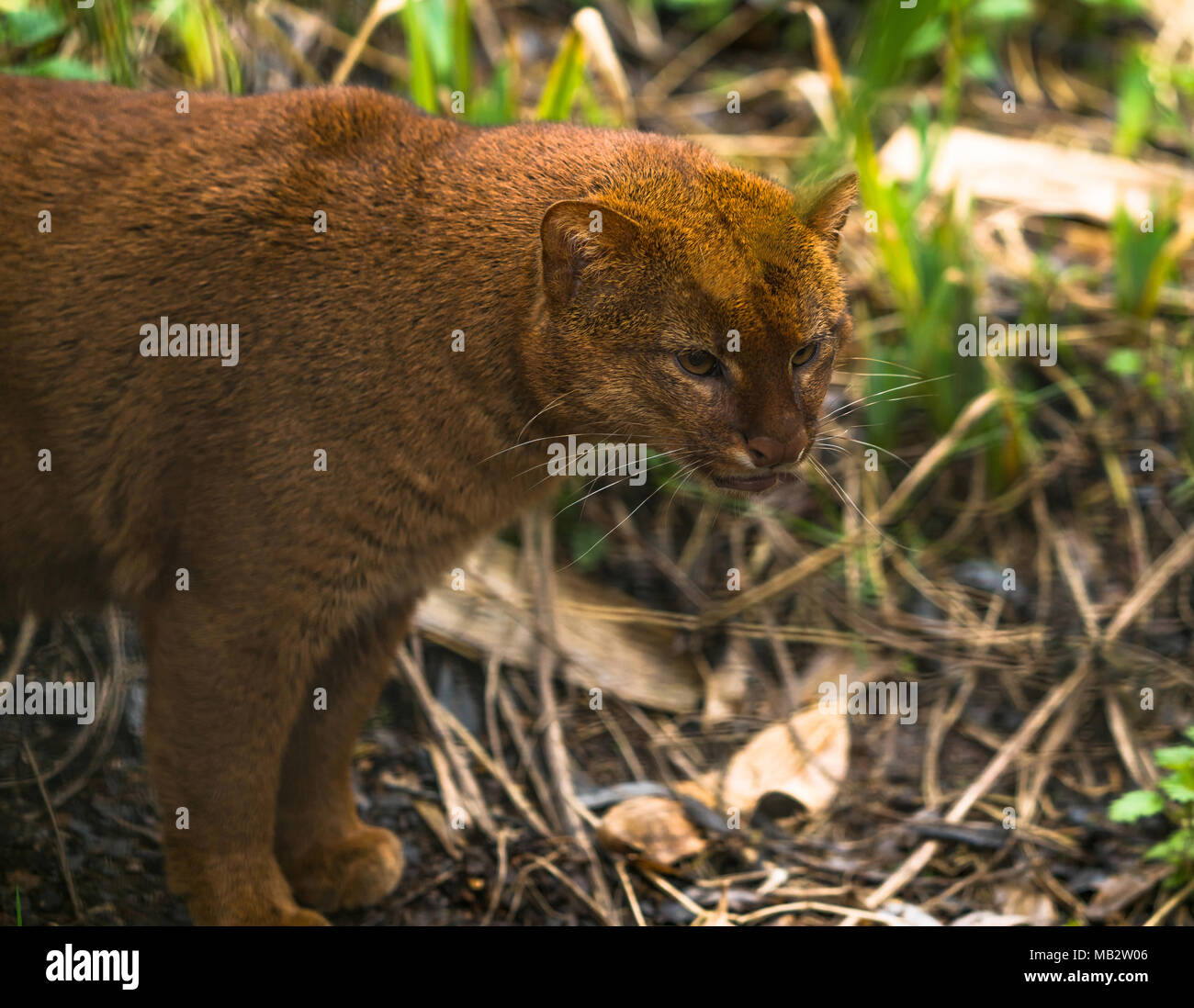 Puma yagouaroundi hi-res stock photography and images - Alamy