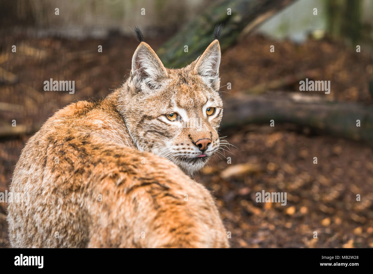 Lynx A A Short Tail Wild Cat With Characteristic Tufts Of Black Hair On The Tips Of The Ears Stock Photo Alamy