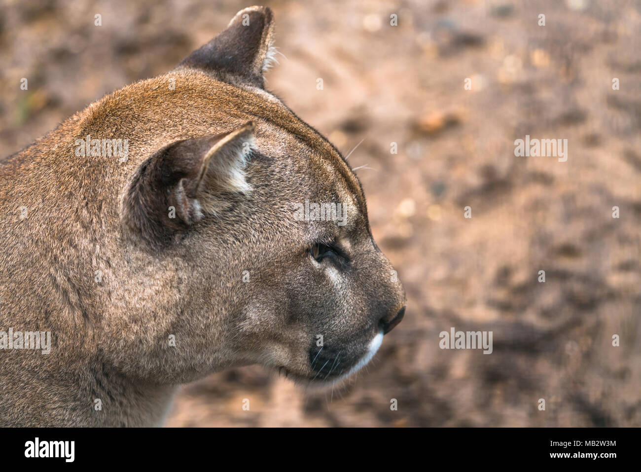 Puma (Puma concolor), a large Cat mainly found in the mountains from  southern Canada to the tip of South America. Also known as cougar, mountain  lion Stock Photo - Alamy