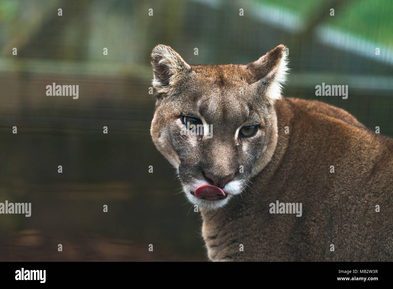 Puma (Puma concolor), a large Cat mainly found in the mountains from  southern Canada to the tip of South America. Also known as cougar, mountain  lion Stock Photo - Alamy