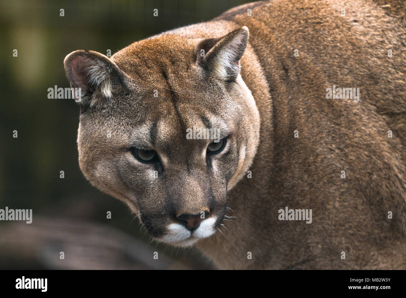 Puma (Puma concolor), a large Cat mainly found in the mountains from southern Canada to the tip of South America. Also known as cougar, mountain lion, Stock Photo