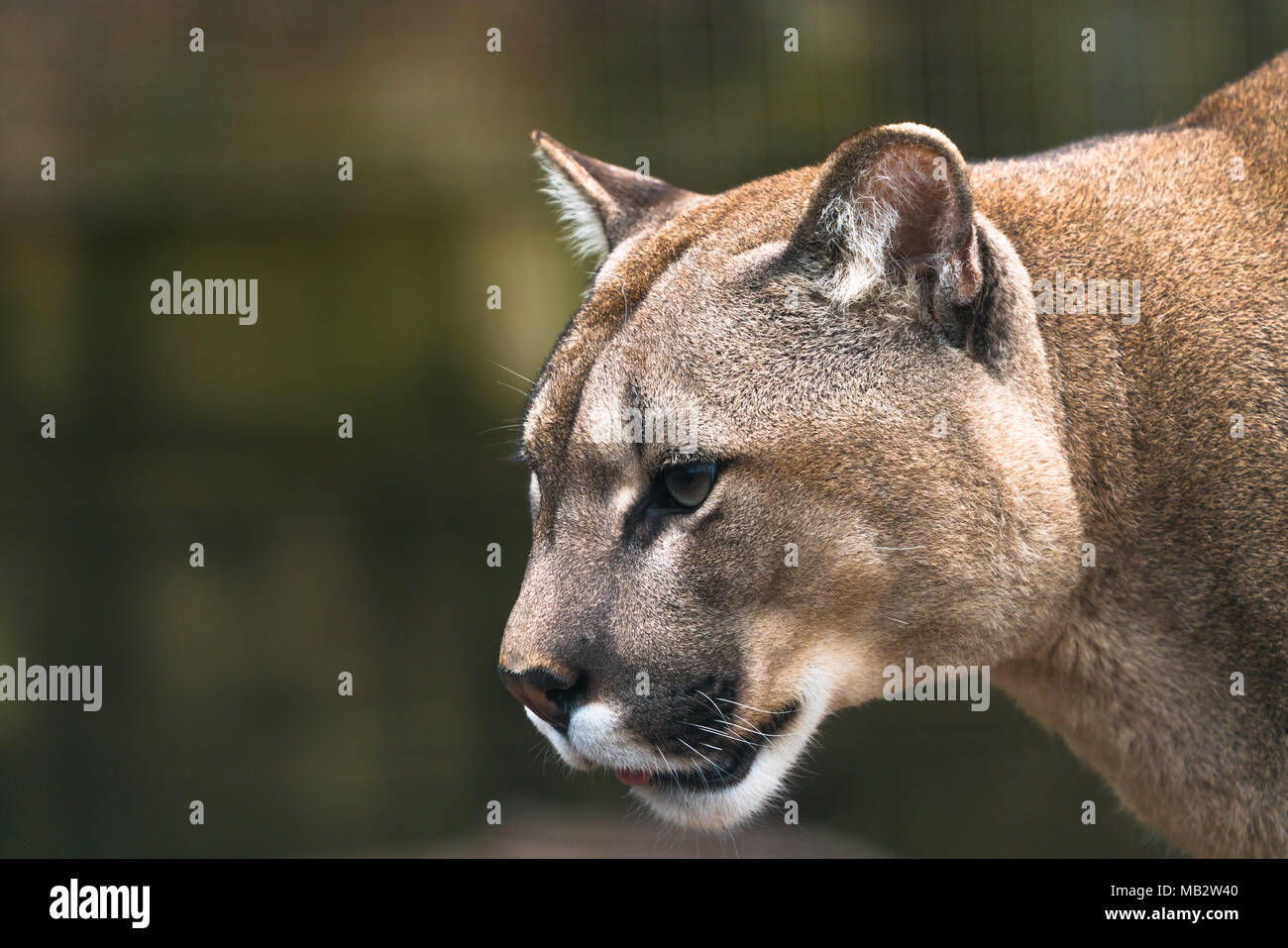 Puma (Puma concolor), a large Cat mainly found in the mountains from  southern Canada to the tip of South America. Also known as cougar, mountain  lion Stock Photo - Alamy