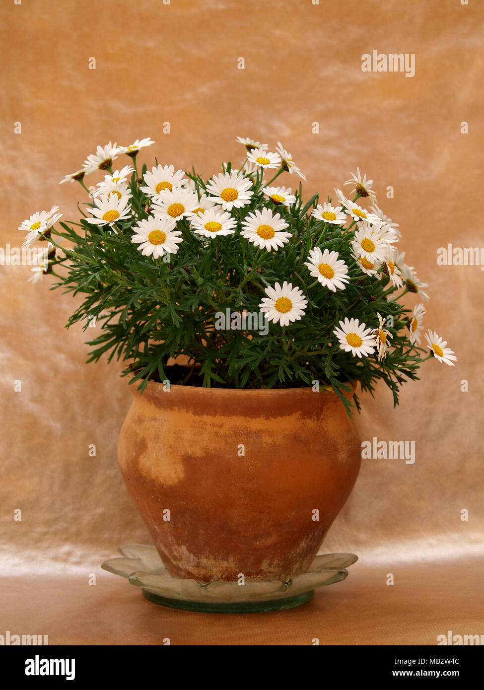 elegant daisies on a pot Stock Photo - Alamy
