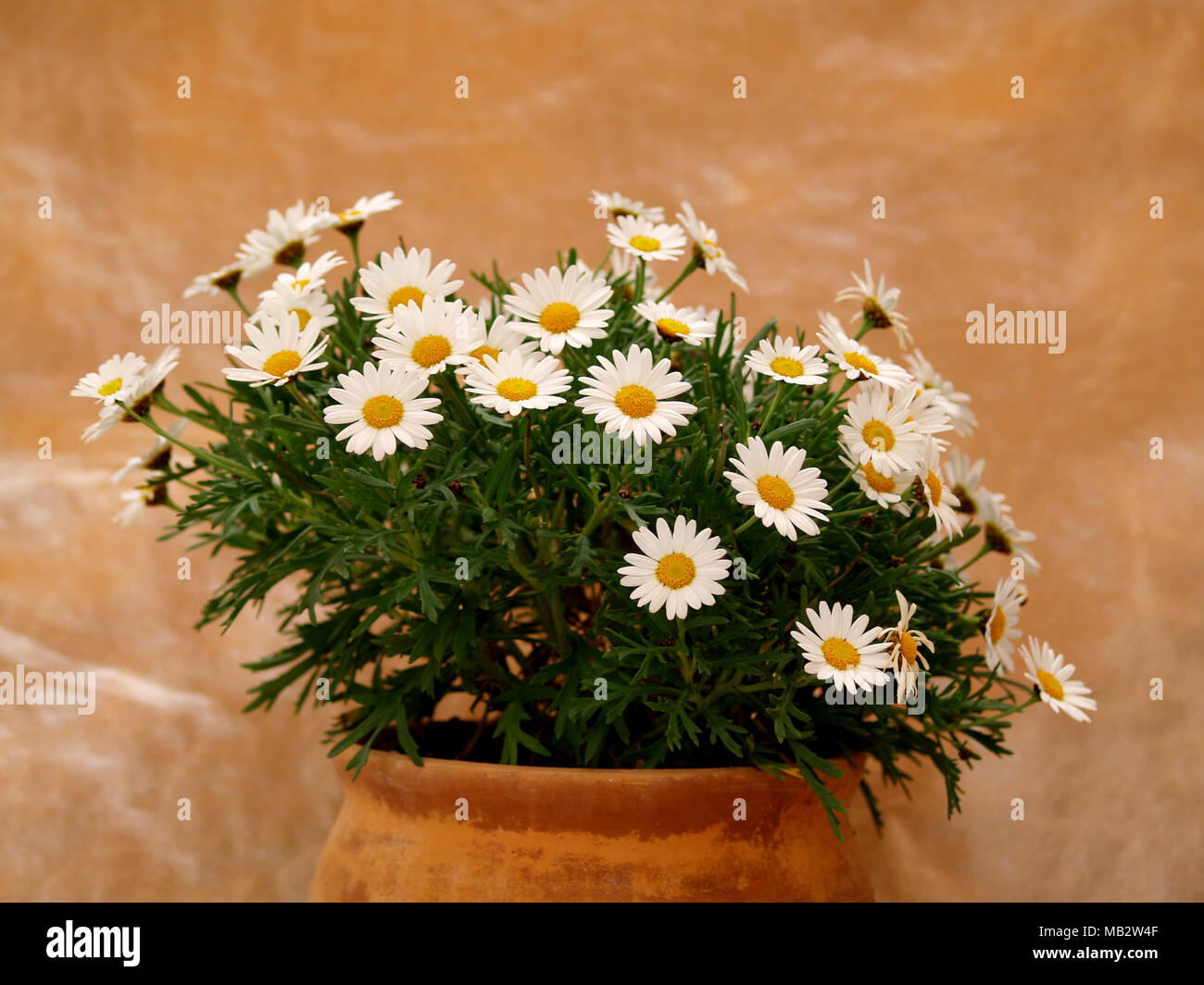 Images of daisies