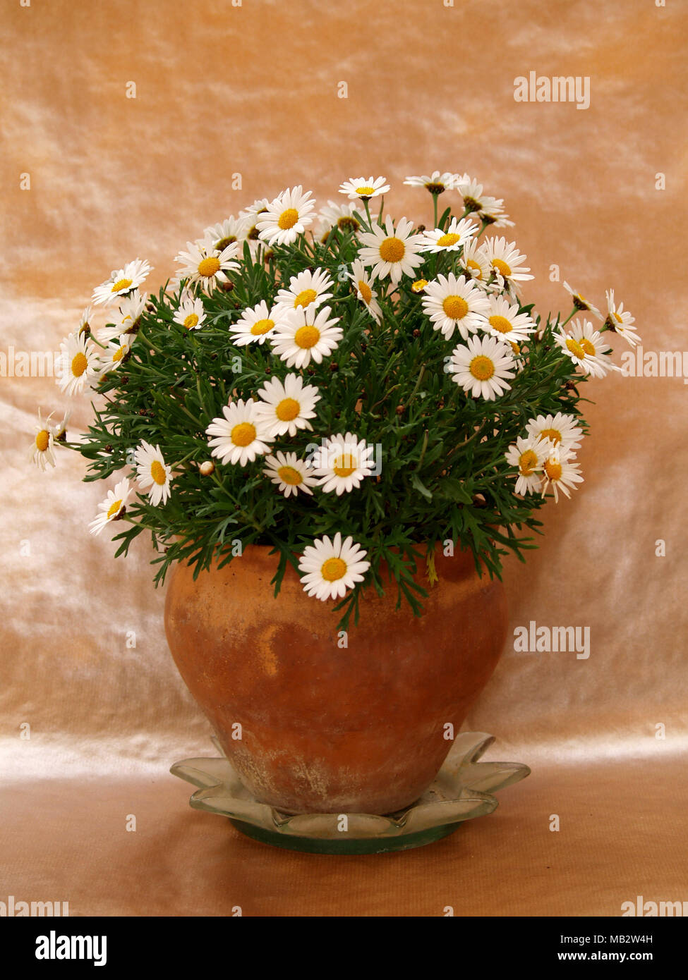 Potted Daisies High Resolution Stock Photography and Images Alamy