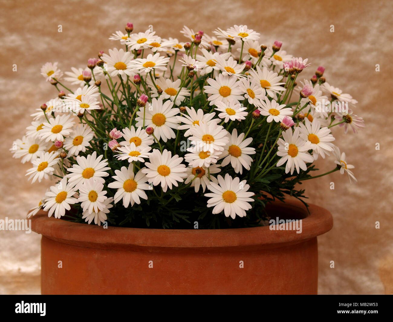 Images of daisies