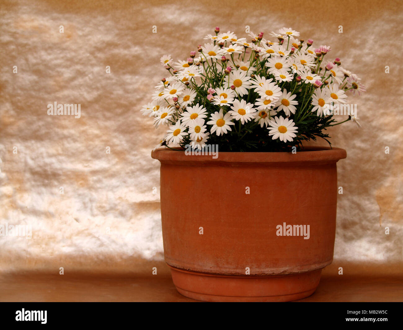 Potted Daisies High Resolution Stock Photography and Images Alamy