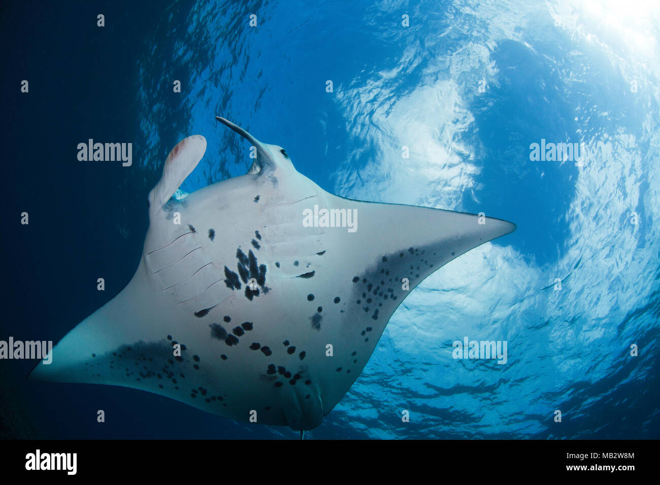 A view from below of a reef manta ray, Manta alfredi, over a shallow reef off Ukumehame, Maui, Hawaii. Stock Photo