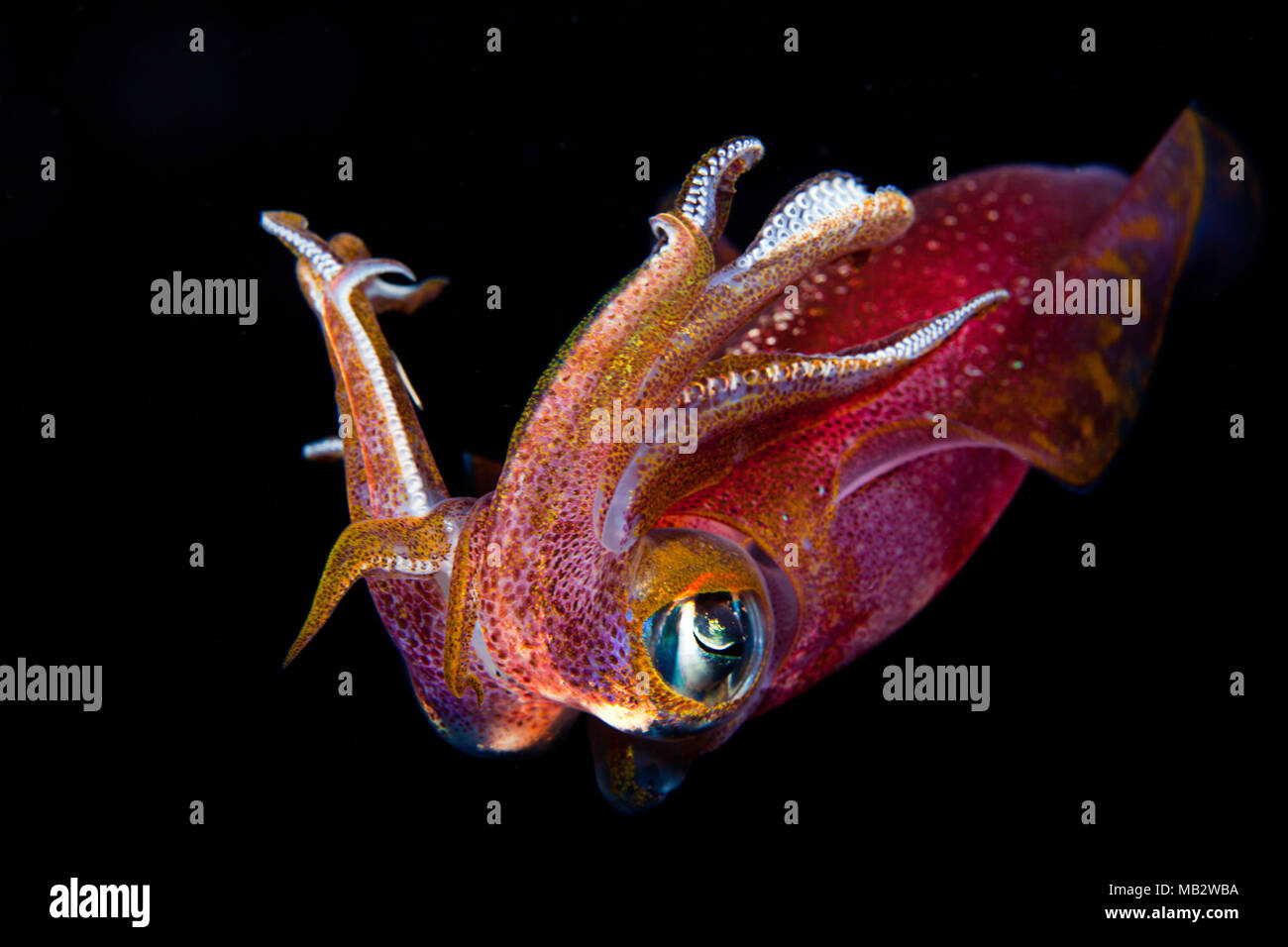 The male oval squid, Sepioteuthis lessoniana, can reach 14 inches in length.  Hawaii. Stock Photo