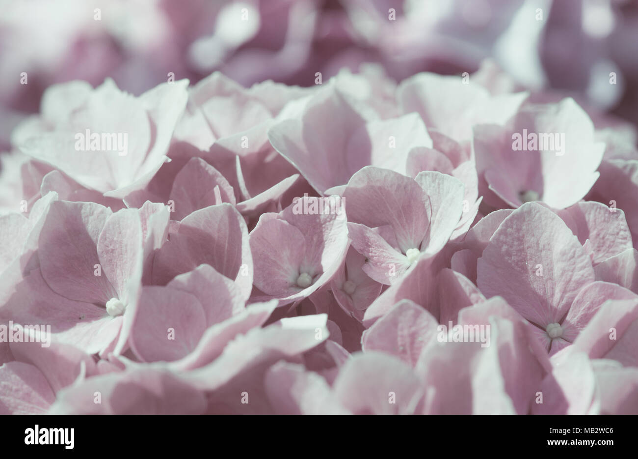 Light pink hydrangea flowers closeup Stock Photo - Alamy