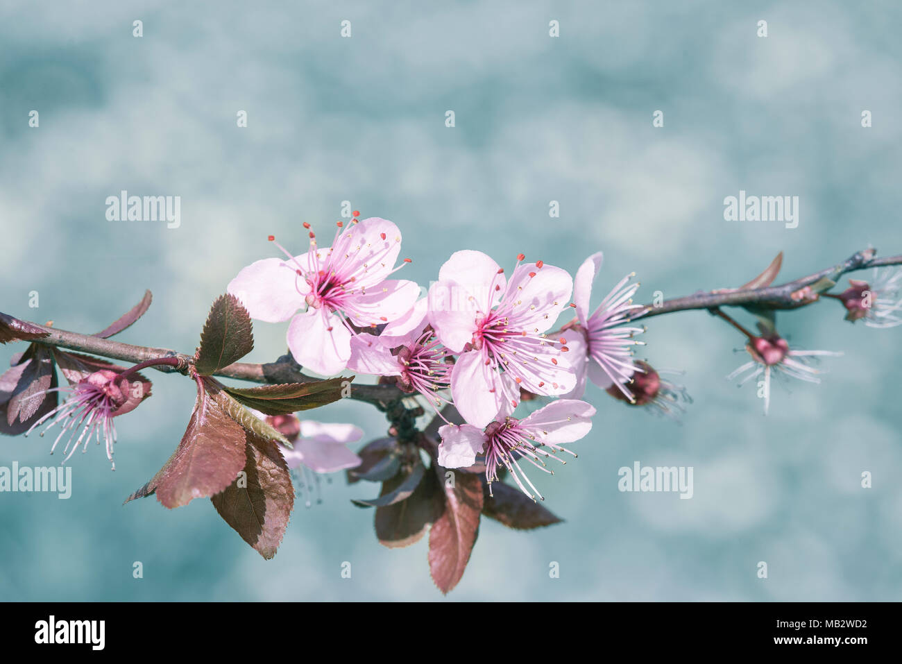 Pink cherry flowering branch, springtime concept. Stock Photo