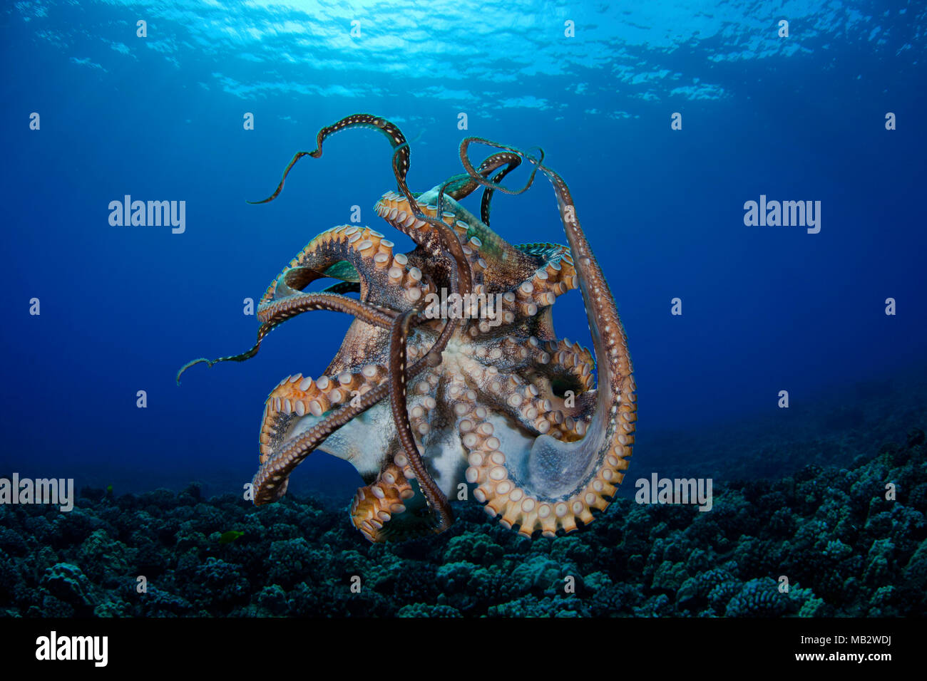 This view shows the suckers on this eight armed cephalopod. Day octopus