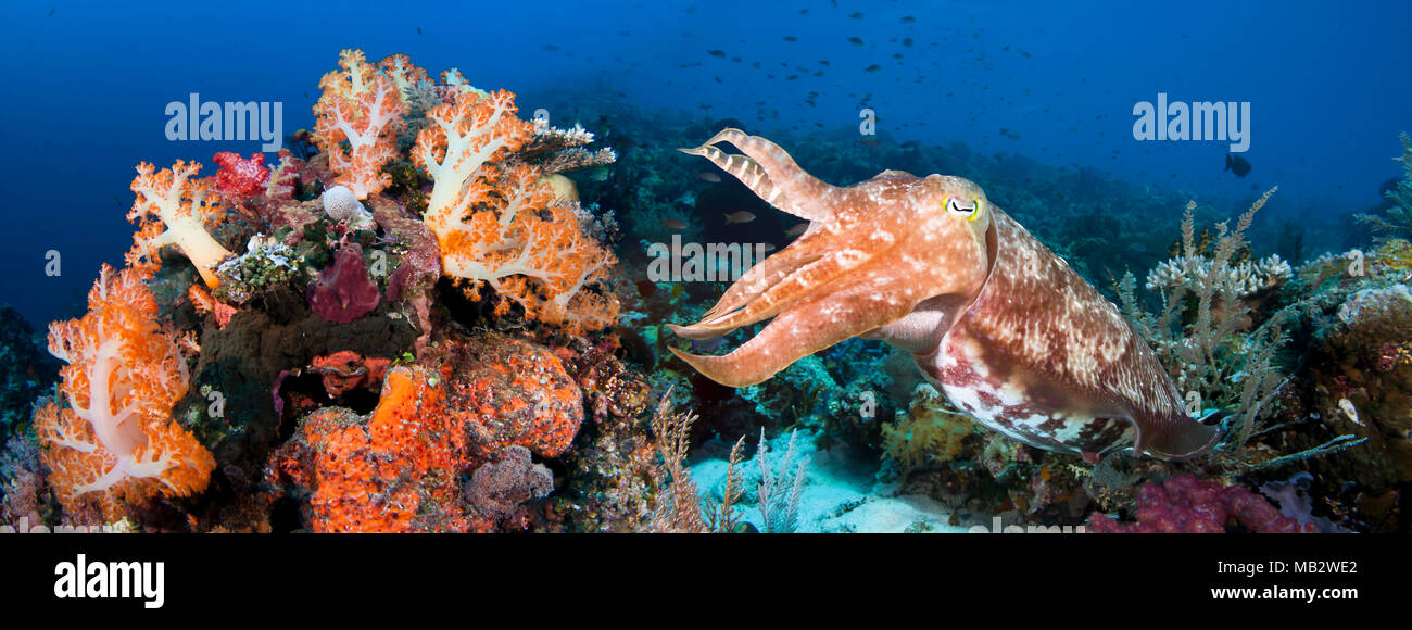 Reef scene with a broadclub cuttlefish, Sepia latimanus, Komodo, Indonesia. Two images were digitally stitched together to create this panorama. Stock Photo